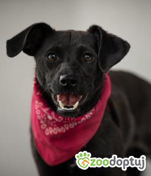Do adopcji Warszawa