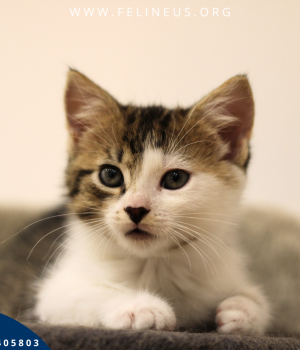 Do adopcji Rzeszów