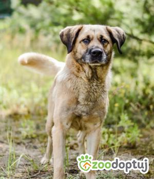 Do adopcji Radom