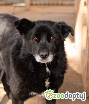 Do adopcji Warszawa