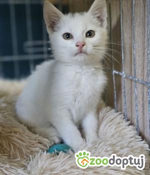 Do adopcji Gdańsk