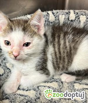 Do adopcji Zgierz