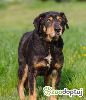 Do adopcji Zgierz