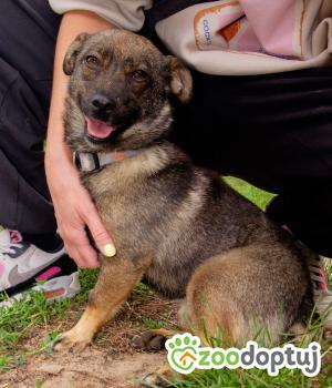 Do adopcji Warszawa