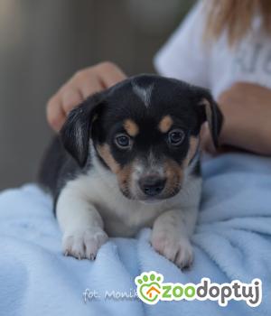Do adopcji Myślenice