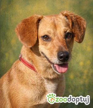 Do adopcji Głogów