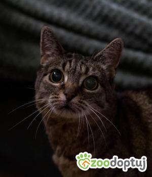 Do adopcji Warszawa