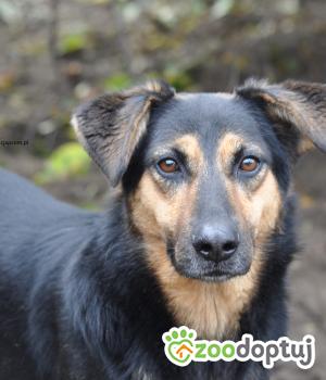 Do adopcji Nowy Dwór Mazowiecki