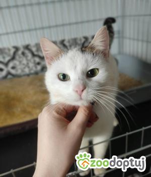 Do adopcji Poznań