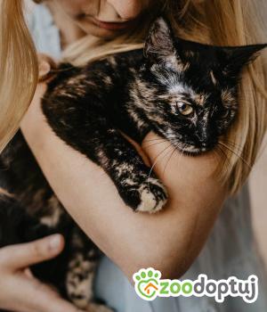 Do adopcji Kraków