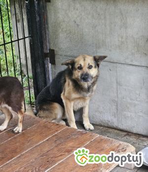 Do adopcji Chełm