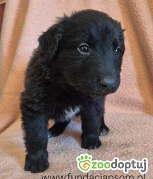 Do adopcji Nowy Dwór Mazowiecki