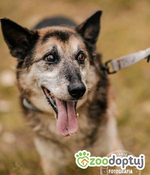 Do adopcji Głogów