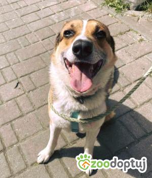 Do adopcji Kraków
