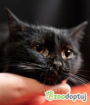 Do adopcji Warszawa