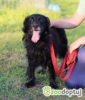 Do adopcji Głogów