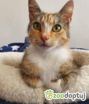 Do adopcji Gdańsk