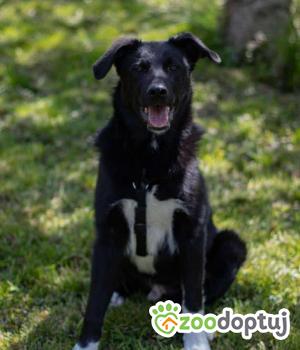 Do adopcji Gdańsk
