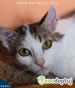 Do adopcji Rzeszów