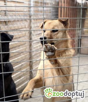 Do adopcji Warszawa