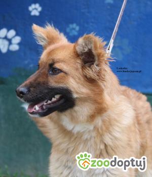 Do adopcji Nowy Dwór Mazowiecki