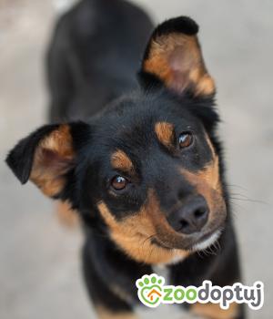 Do adopcji Warszawa