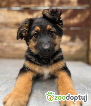 Do adopcji Olsztyn