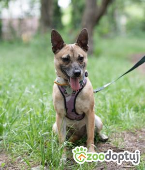 Do adopcji Warszawa
