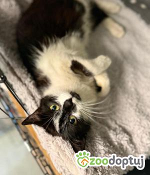 Do adopcji Głowno