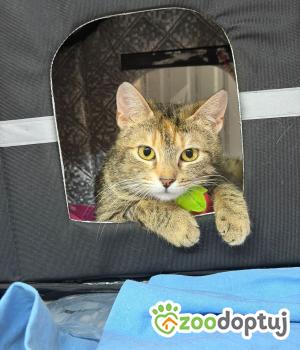 Do adopcji Głowno