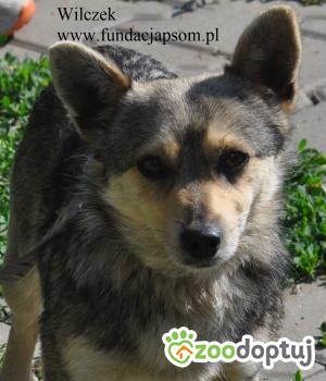 Do adopcji Nowy Dwór Mazowiecki