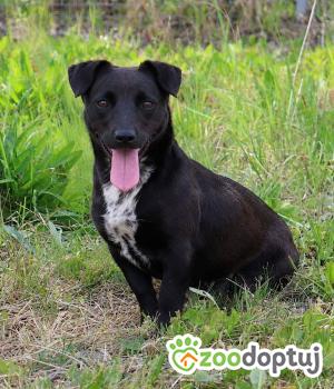 Do adopcji Głogów
