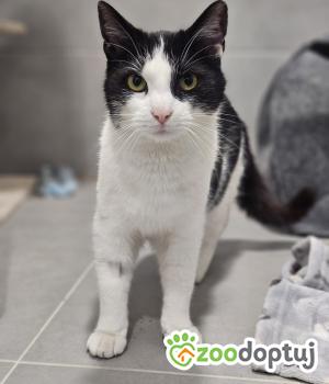 Do adopcji Stalowa Wola