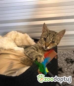 Do adopcji Myślenice