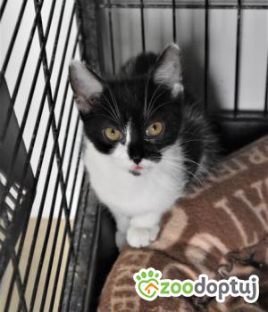 Do adopcji Mielec