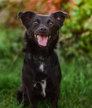 Do adopcji Radom