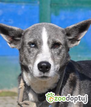 Do adopcji Nowy Dwór Mazowiecki