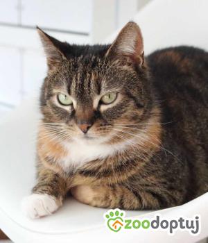Do adopcji Warszawa
