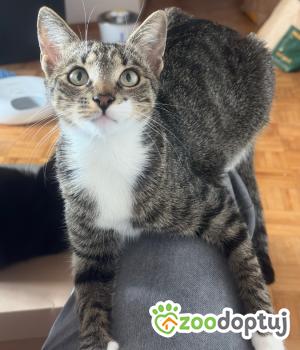 Do adopcji Poznań