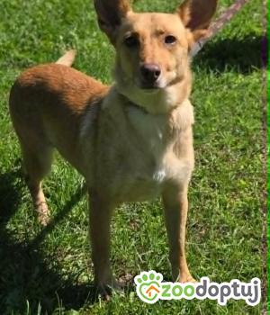 Do adopcji Zgierz