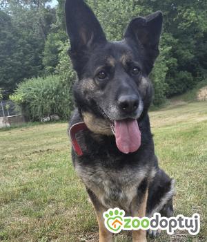 Do adopcji Zgierz