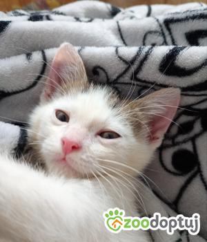 Do adopcji Cieszyn