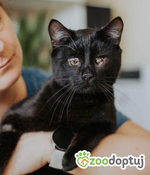 Do adopcji Warszawa