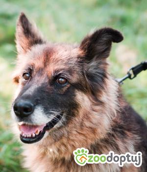 Do adopcji Sompolno