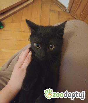 Do adopcji Cieszyn