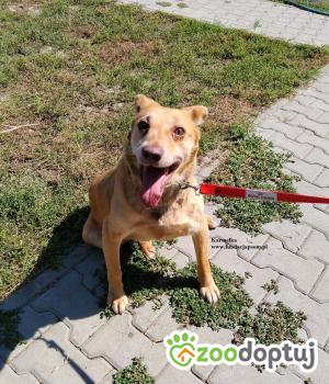 Do adopcji Nowy Dwór Mazowiecki