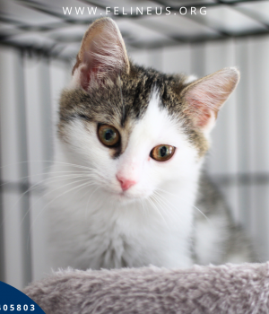Do adopcji Rzeszów