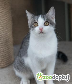 Do adopcji Zgierz