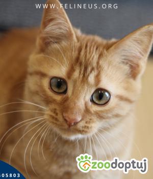 Do adopcji Rzeszów