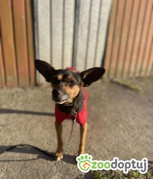 Do adopcji Zgierz
